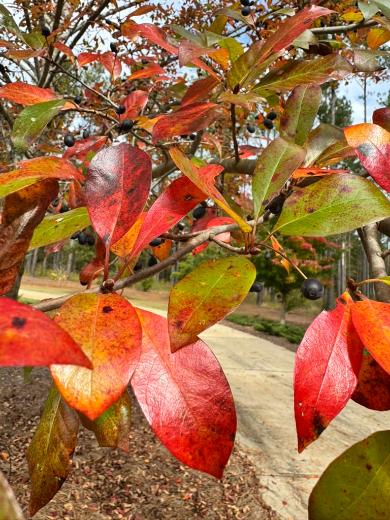EyMuMiA  Nyssa sylvatica 'NSMTF' ~ Red Splyndor® Black Gum – Moon's Tree Farm