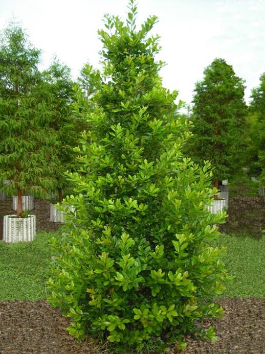 Ilex x attenuata 'IABOF' ~ Miss Pryss® Holly – Moon's Tree Farm