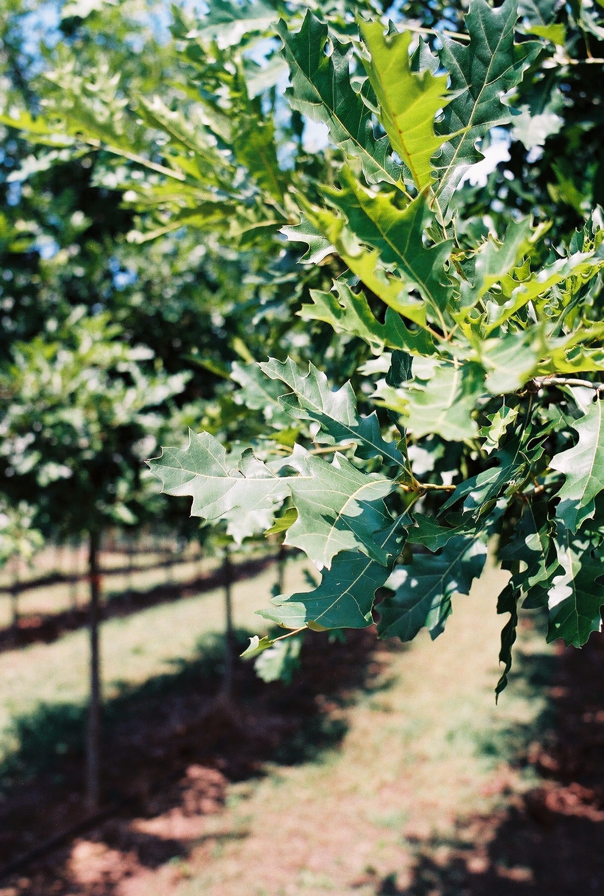 Quercus shumardii ~ Shumard Oak – Moon's Tree Farm