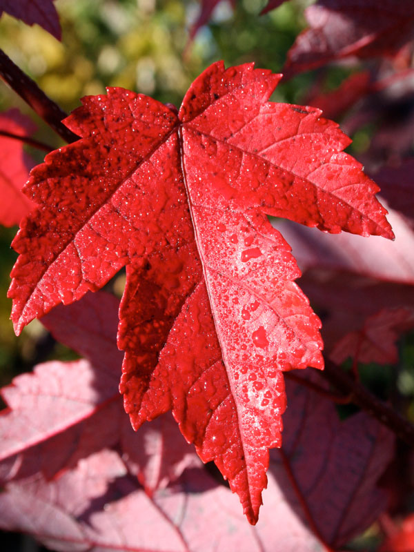 めいぷるです。 Acer rubrum 'Frank Jr.' PP16769 ~ Redpointe® Red Maple – Moon's