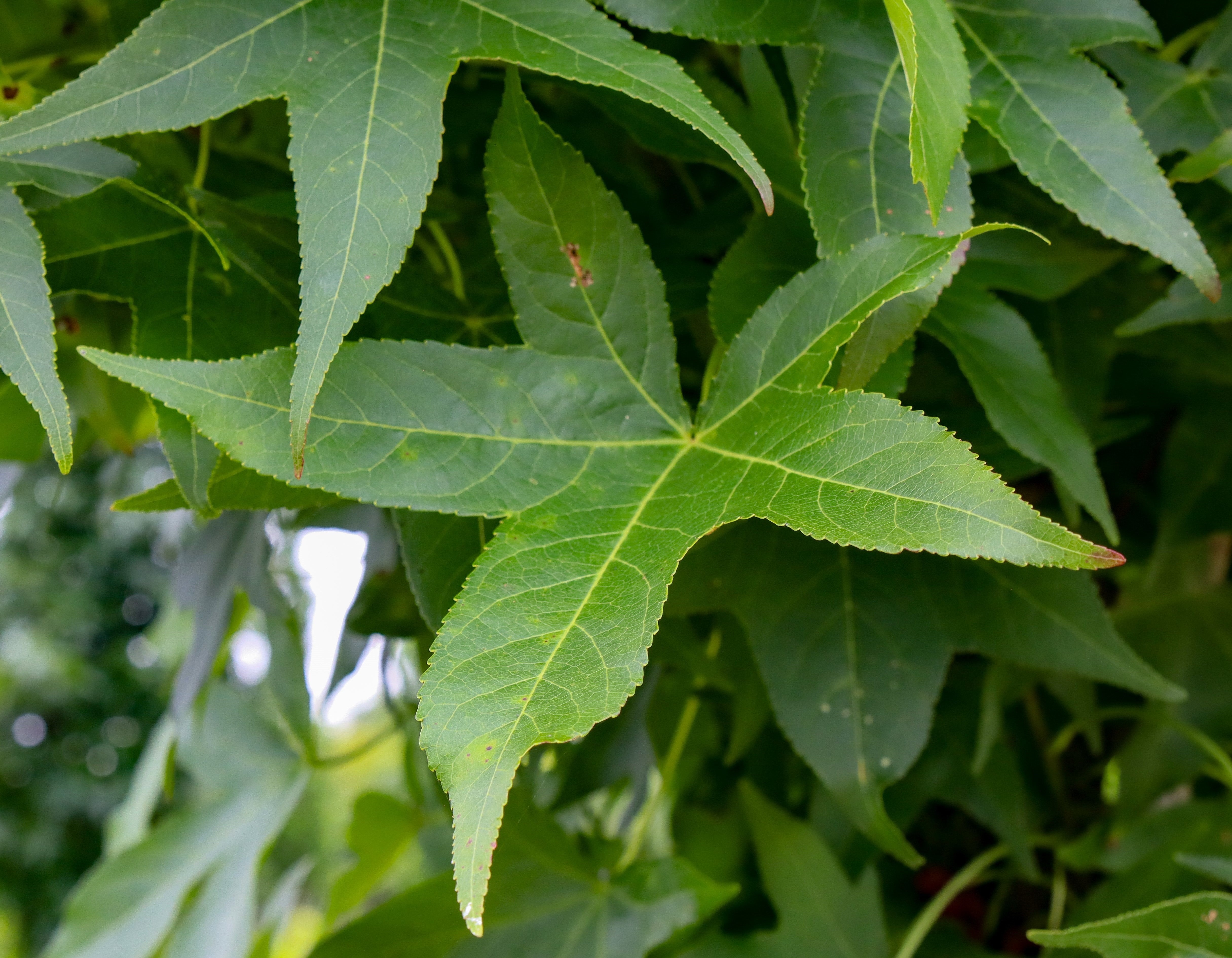 Ditch The Wide:  Your Journey To A Progressively Slender Silhouette - p7nrk2r