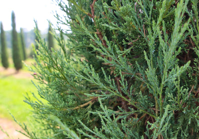 Juniperus virginiana 'Taylor' ~ Taylor Juniper