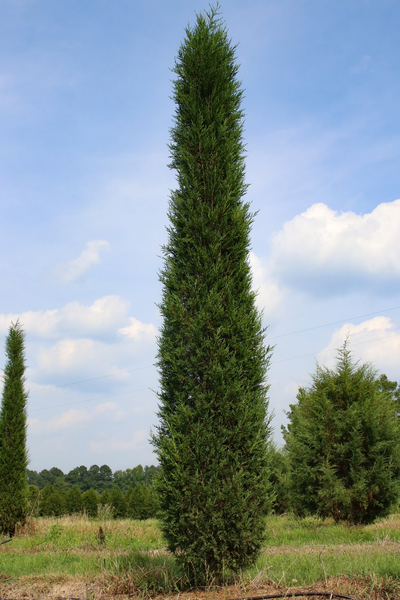 Juniperus virginiana 'Taylor' ~ Taylor Juniper