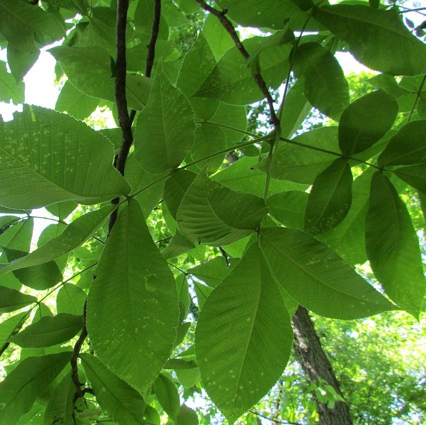 Carya ovata Shagbark Hickory Moon's Tree Farm