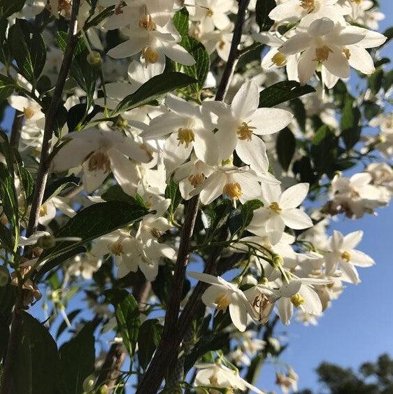 Styrax japonicus 'SJMTF' PPAP ~ APrystine® Japanese Snowbell