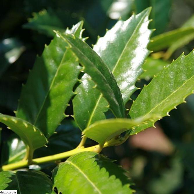 Ilex 'mary Nell' ~ Mary Nell Holly – Moon's Tree Farm