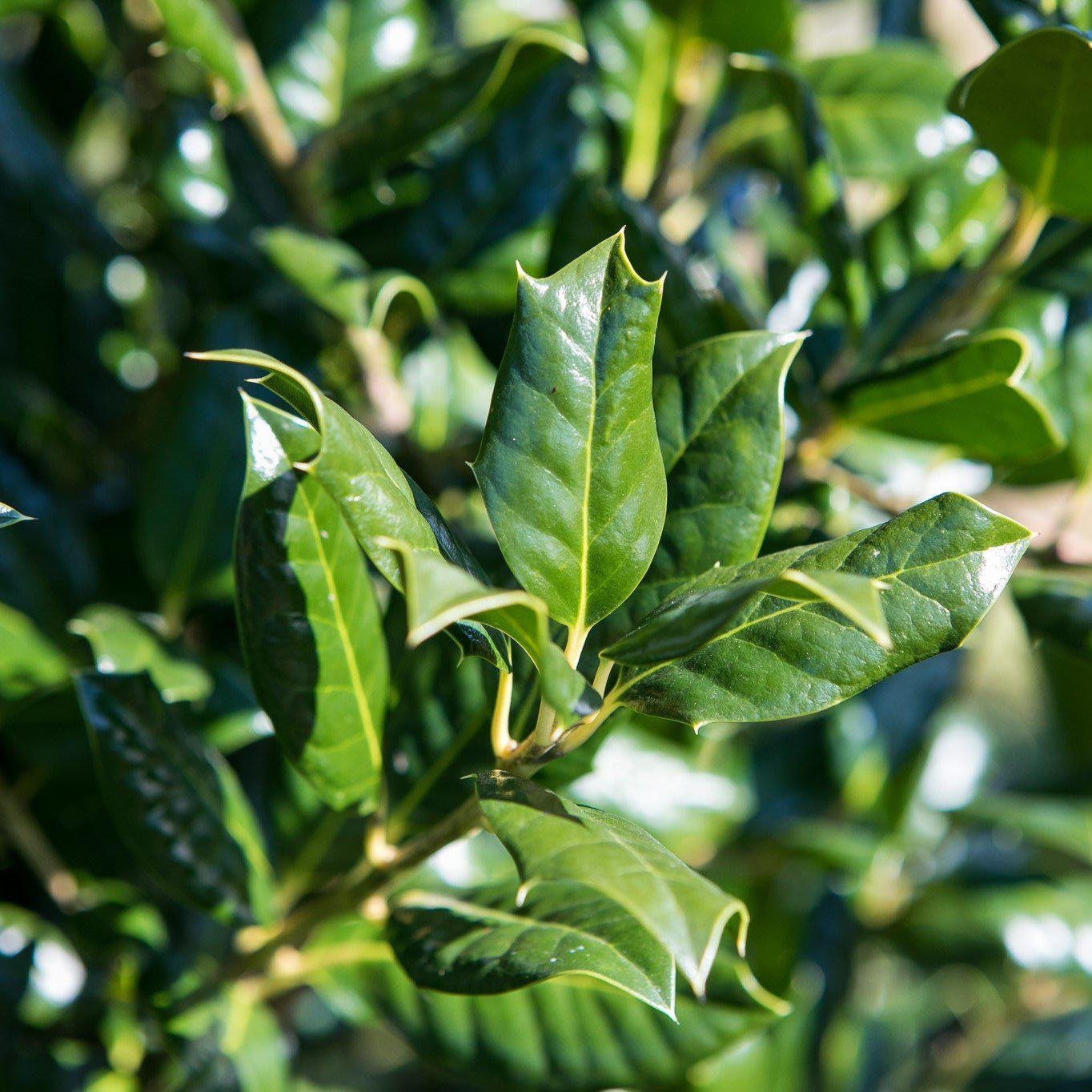 Ilex opaca 'Greenleaf' ~ Greenleaf American Holly – Moon's Tree Farm