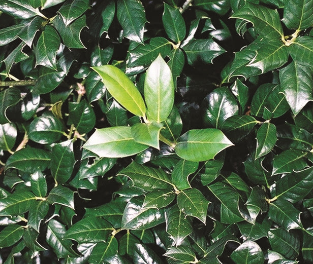 Ilex x 'Nellie R. Stevens' ~ Nellie R. Stevens Holly