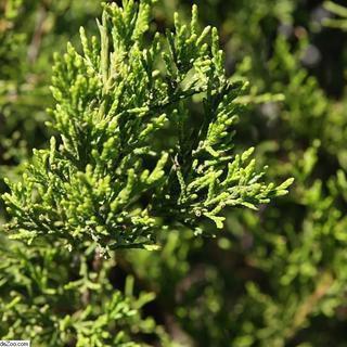 Juniperus virginiana Brodie Brodie Red Cedar Moon s Tree Farm