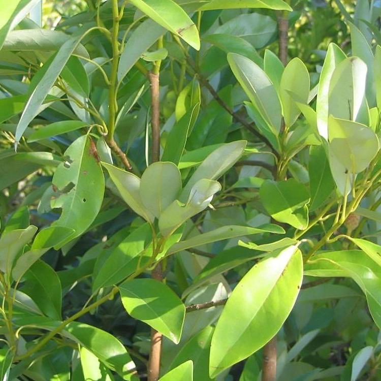 Magnolia virginiana 'Jim Wilson' PP12,065 Moonglow® Sweet Bay Magnol