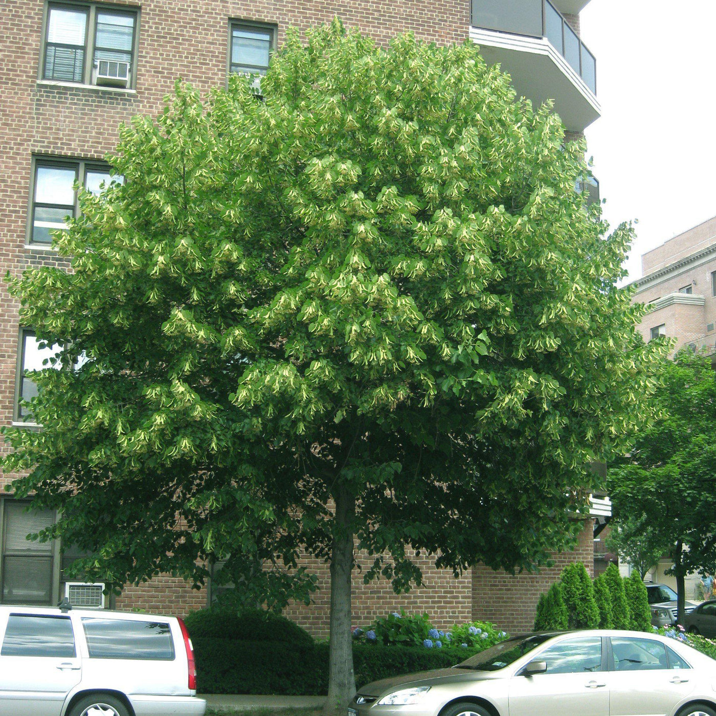 Tilia americana ~ Basswood, Linden Tree