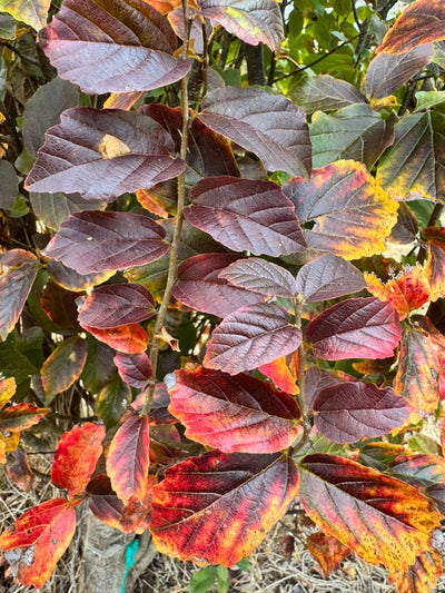 Parrotia persica ‘JL Columnar’ PP#24951 ~ Persian Spire™ Ironwood