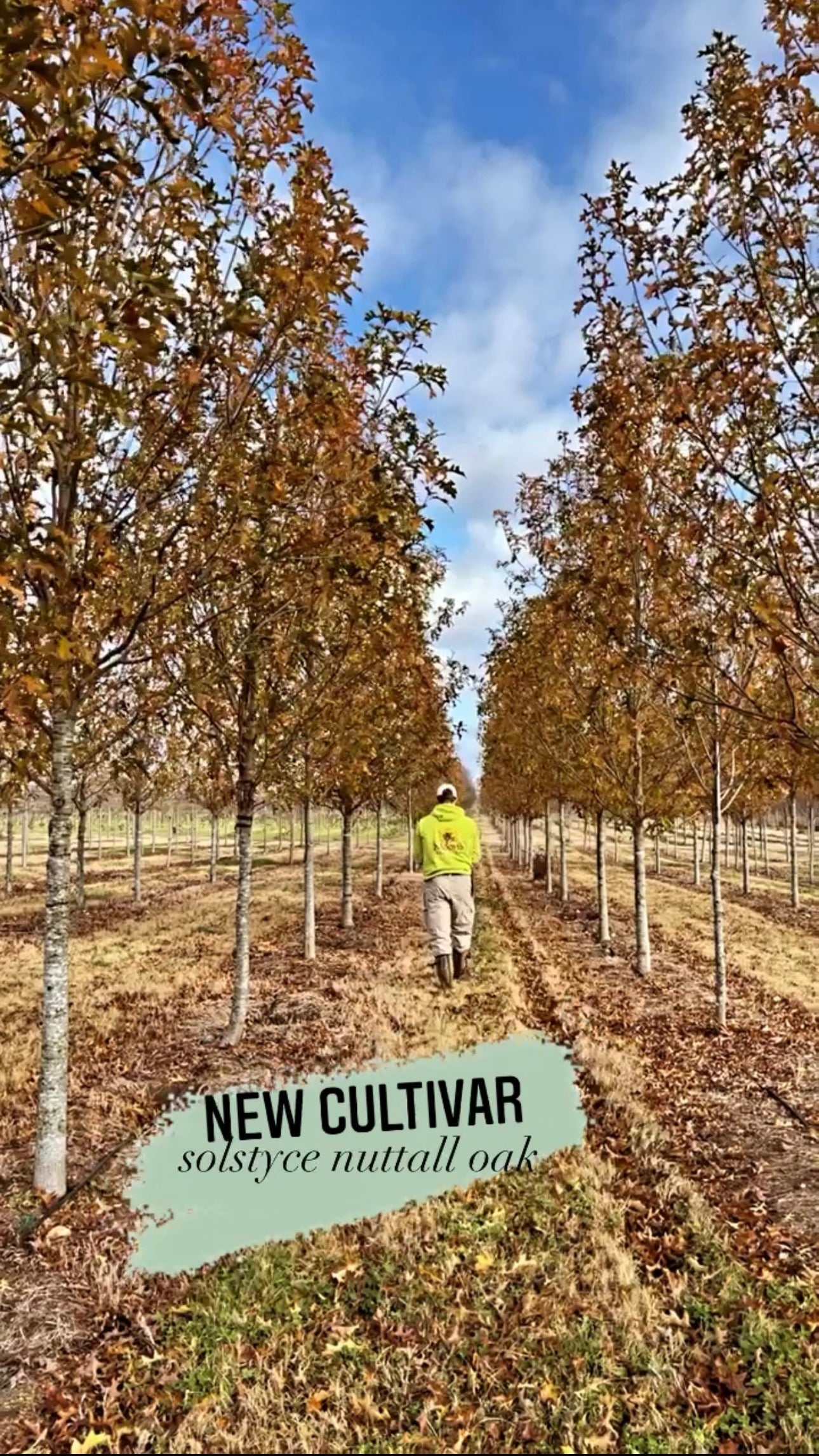 Quercus nuttallii ‘QNMTF2’ ~ Solstyce® Upright Nuttall Oak