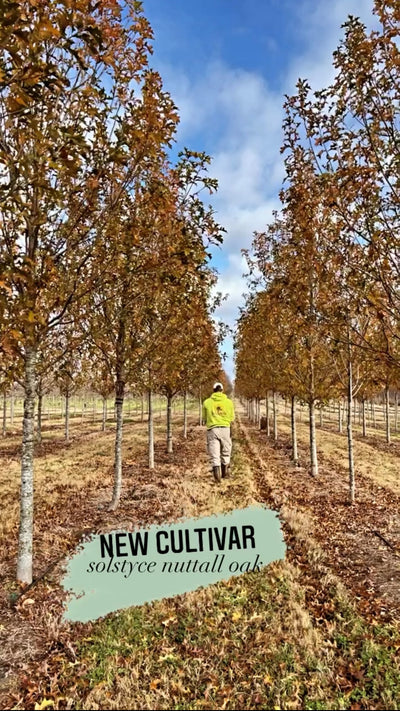 Quercus nuttallii ‘QNMTF2’ ~ Solstyce® Upright Nuttall Oak