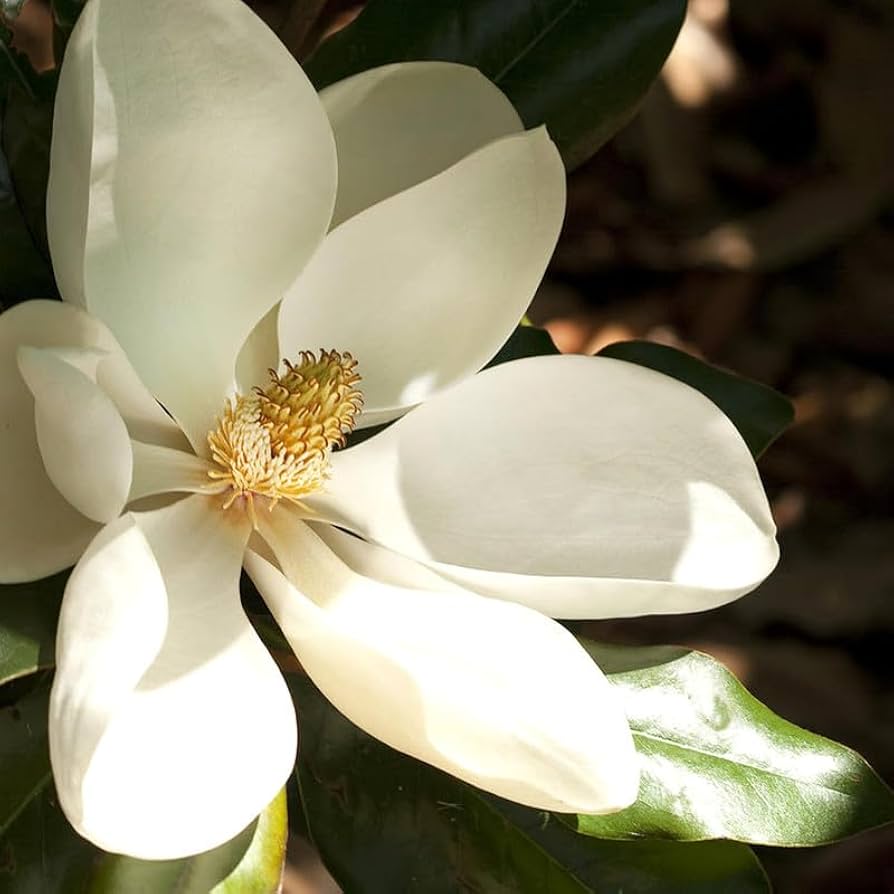 Magnolia grandiflora ~ Southern Magnolia