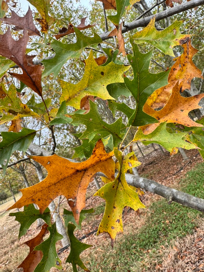 Quercus nuttallii ‘QNMTF2’ ~ Solstyce® Upright Nuttall Oak