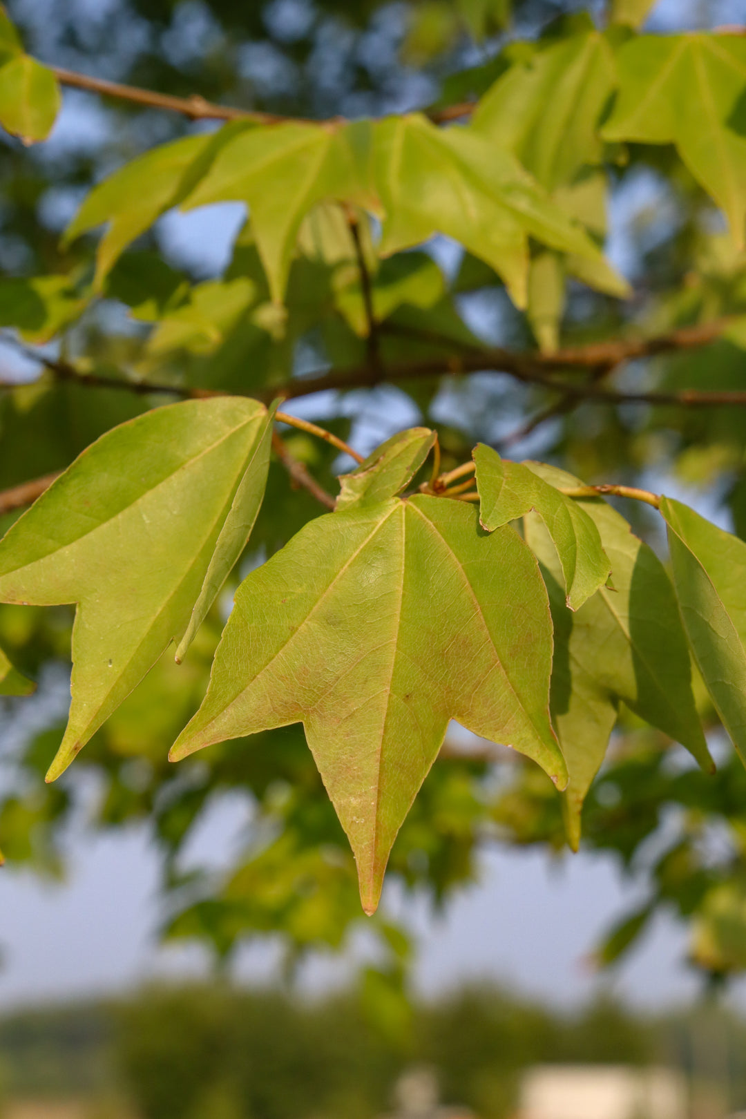 Acer buergerianum 'ABMTF' ~ Aeryn® Trident Maple – Moon's