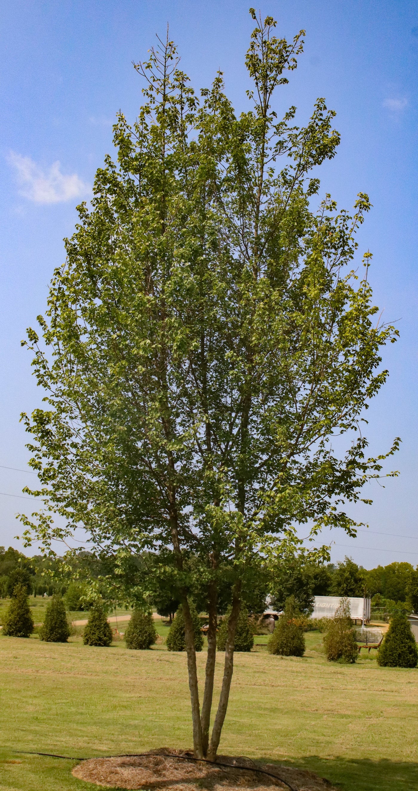 Acer buergerianum 'ABMTF' ~ Aeryn® Arce tridente