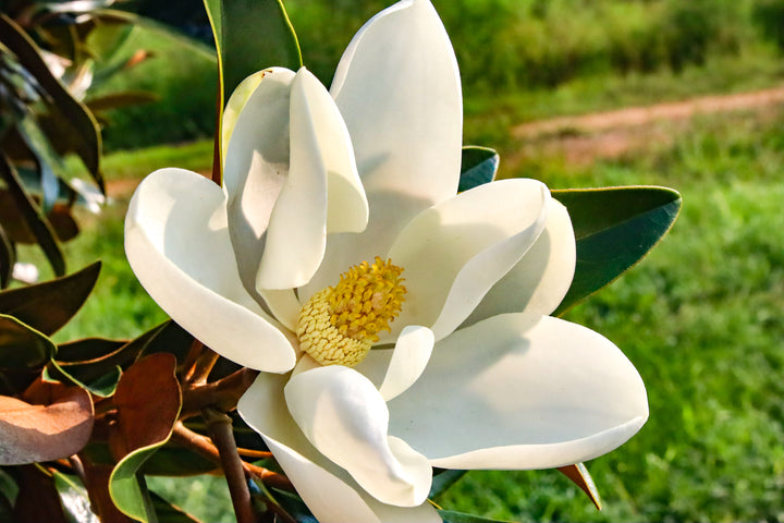 Magnolia grandiflora 'TMGH' ~ Alta® Southern Magnolia – Moon's Tree Farm
