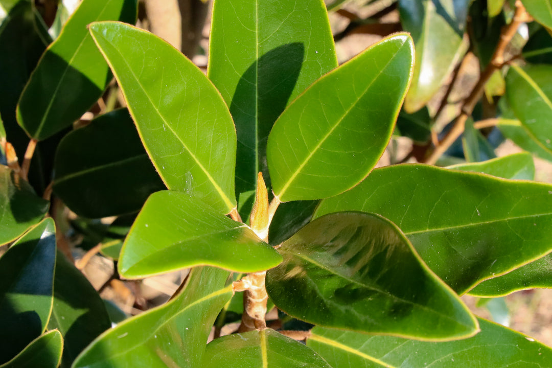 Magnolia grandiflora 'TMGH' ~ Alta® Southern Magnolia – Moon's