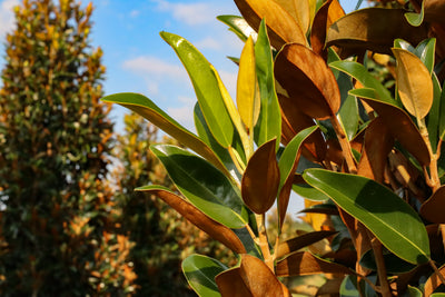 Magnolia grandiflora 'TMGH' ~ Alta™ Southern Magnolia