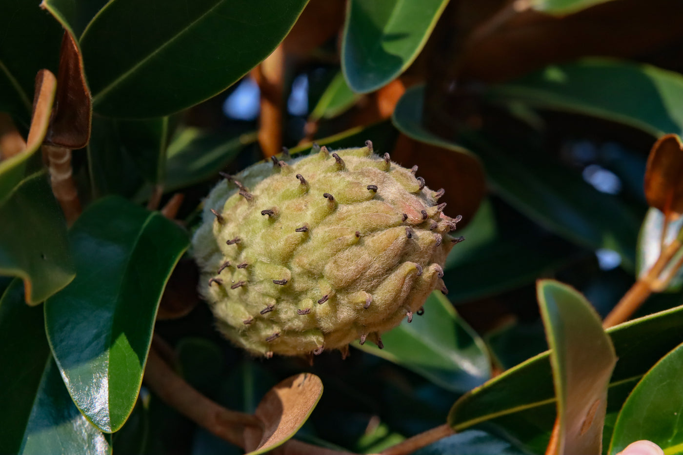 Magnolia grandiflora 'TMGH' ~ Alta™ Magnolia del Sur