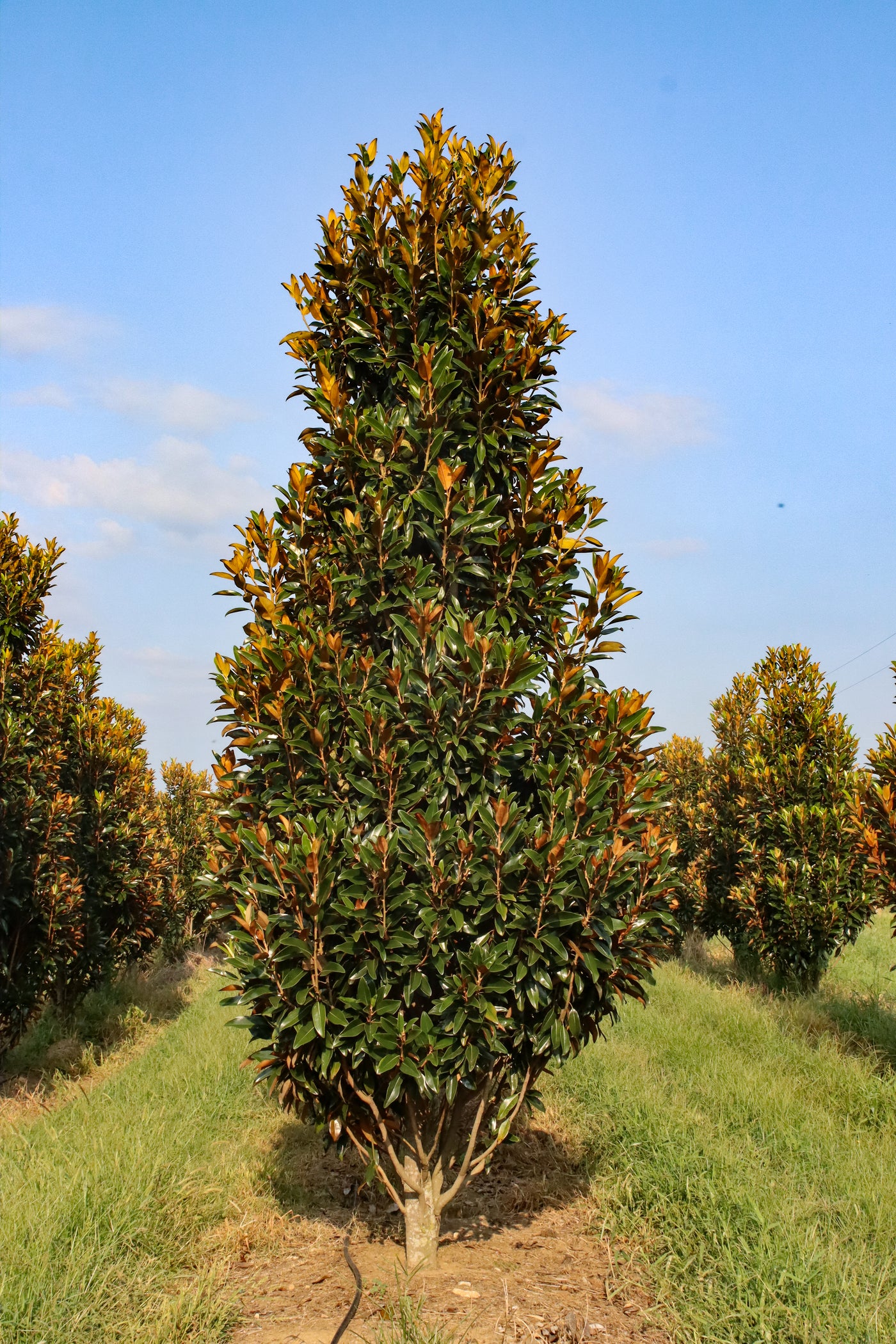Magnolia Device Magnolia Grandiflora Alta Magnolia 'Little Gem' Espalier Twin Oaks