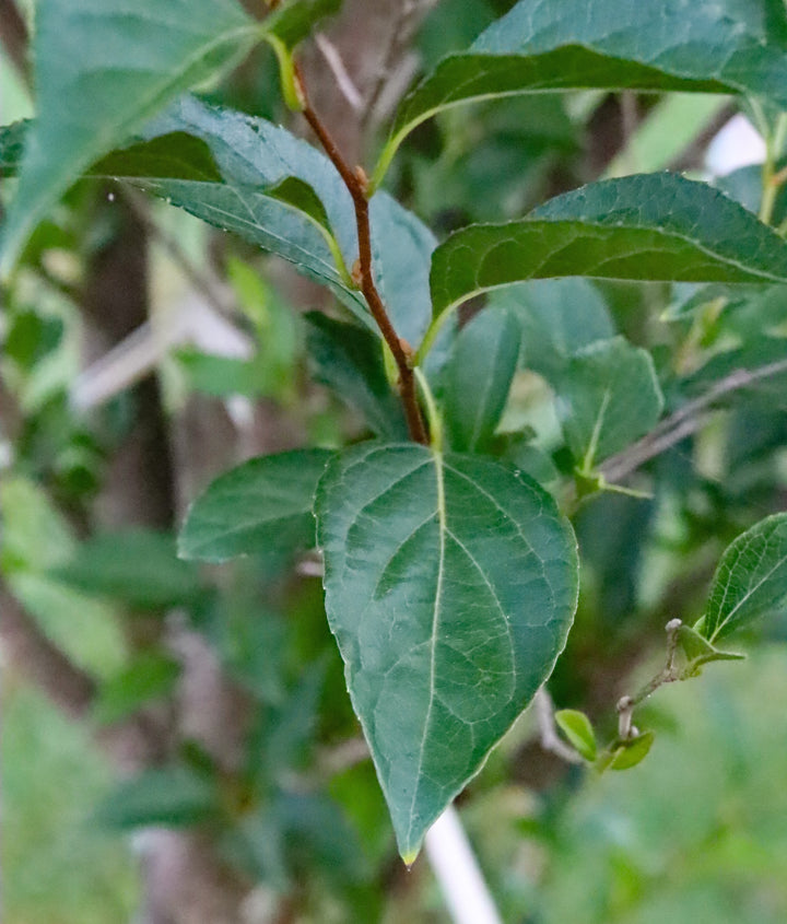 AprystineStyraxleaf_720x.jpg?v