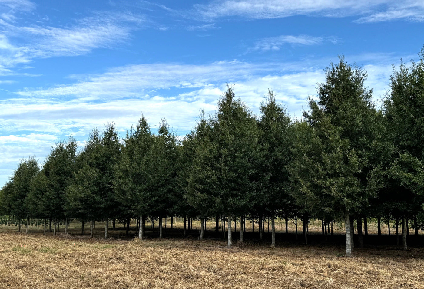 Quercus hemisphaerica ‘QHMTF’ ~ Avalyn® Laurel Oak