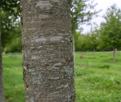 Quercus hemisphaerica ‘QHMTF’ ~ Avalyn® Laurel Oak