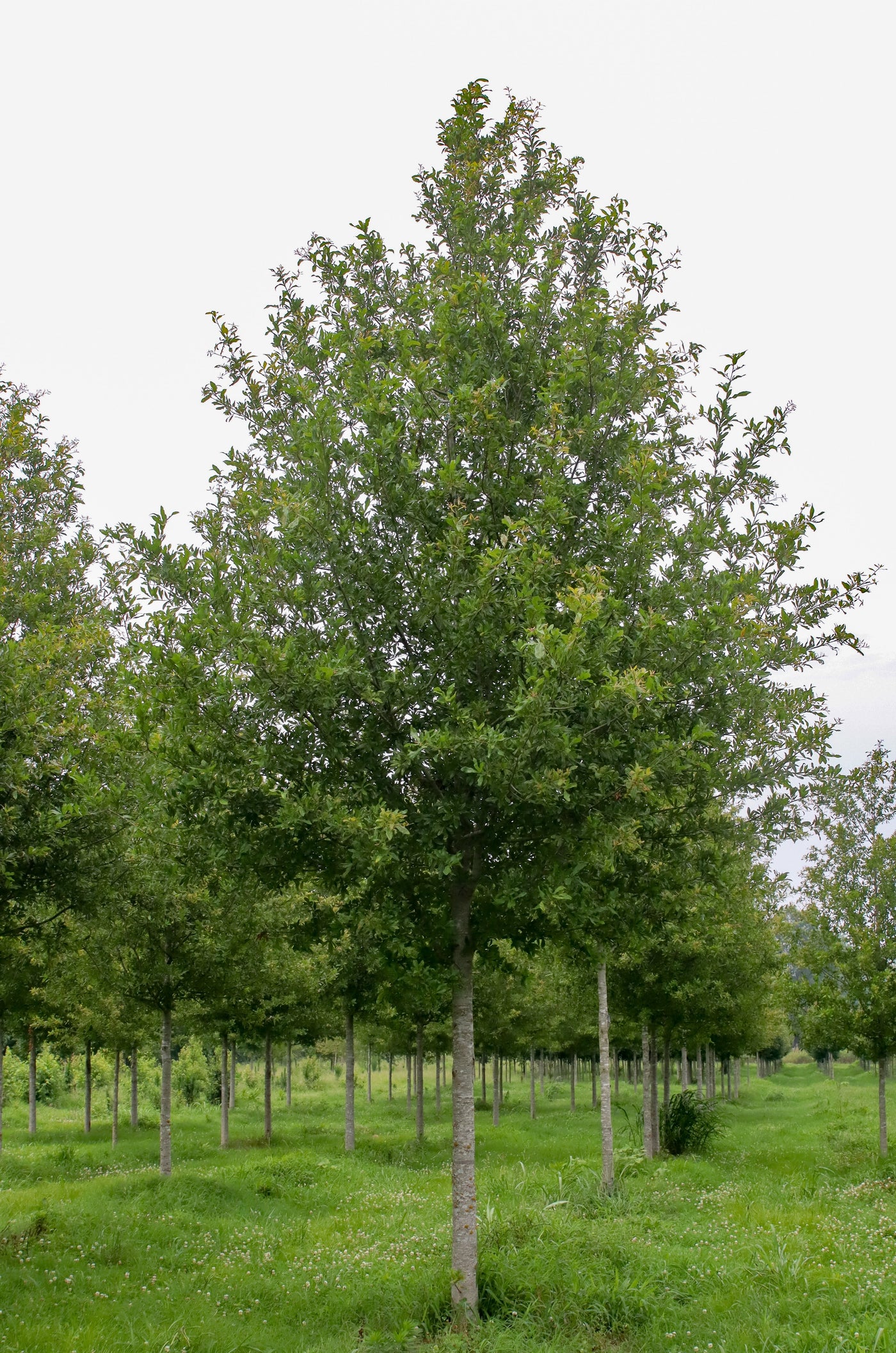 Quercus hemisphaerica ‘QHMTF’ ~ Avalyn® Laurel Oak