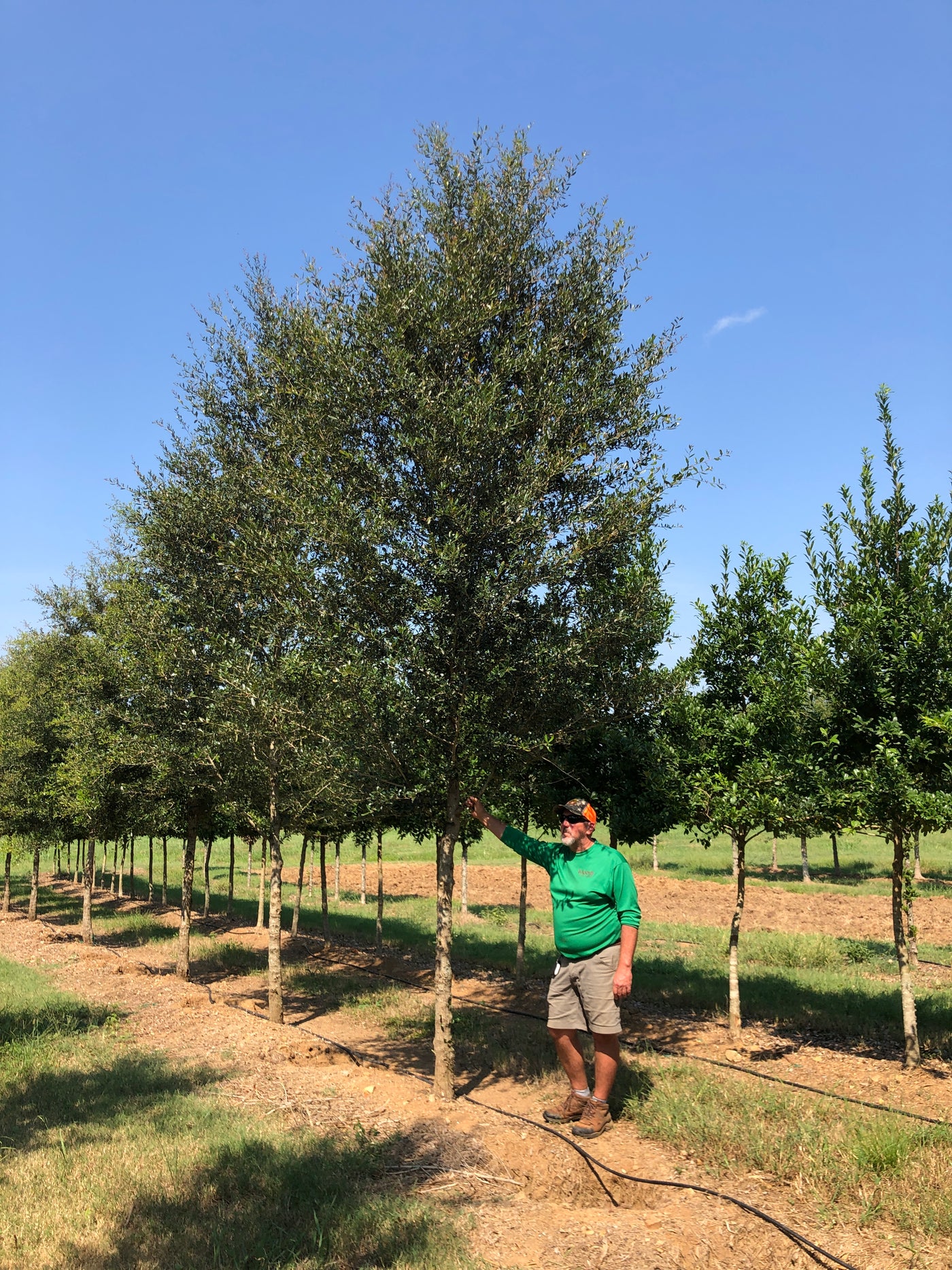 Quercus virginiana 'QVMTFS' ~ Boulevardya® Live Oak