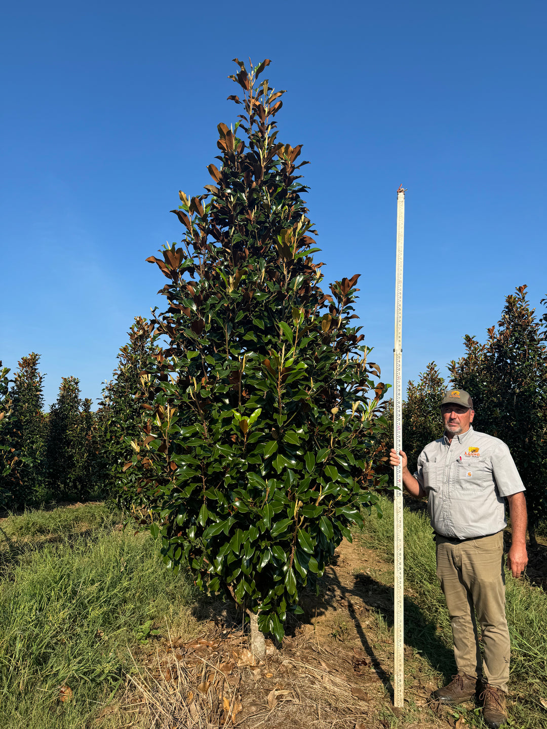 Magnolia grandiflora 'Belleza marrón de Bracken' ~ Belleza marrón de B –  Moon's Tree Farm, image size:1080x1440