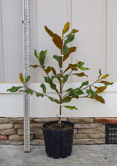 Magnolia grandiflora 'Belleza marrón de Bracken' ~ Belleza marrón de Bracken Magnolia del sur