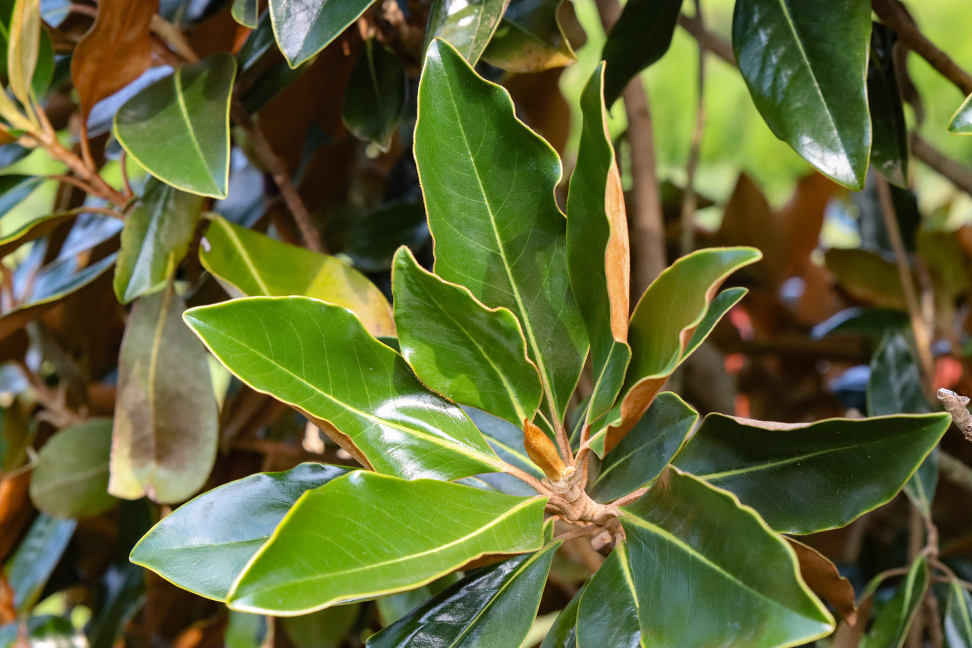 Magnolia grandiflora 'Belleza marrón de Bracken' ~ Belleza marrón de Bracken Magnolia del sur