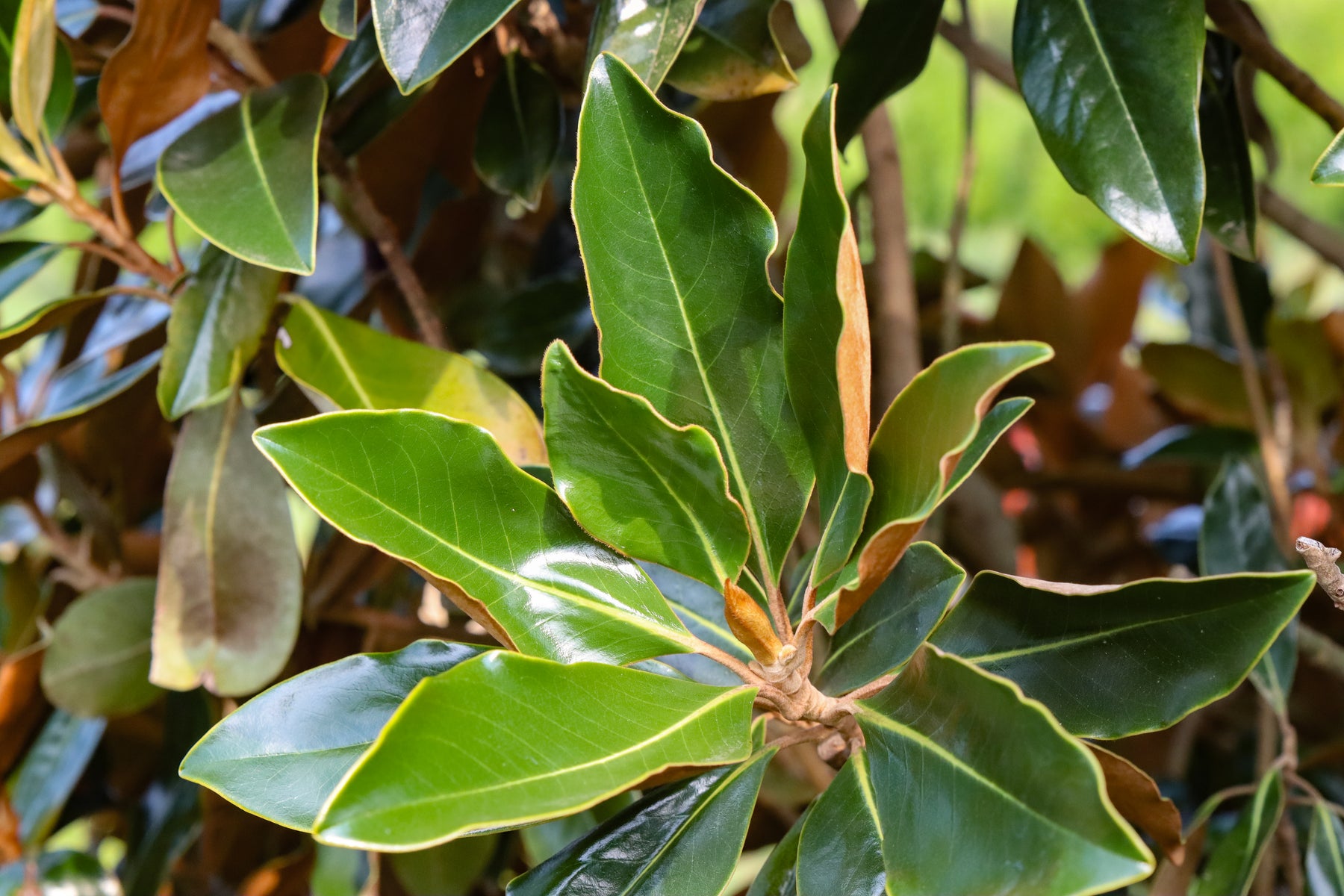 Magnolia Grandiflora Bracken s Brown Beauty Bracken s Brown Beauty magnolia-grandiflora-bracken-s-brown-beauty-bracken-s-brown-beauty