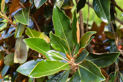 Magnolia grandiflora 'Belleza marrón de Bracken' ~ Belleza marrón de Bracken Magnolia del sur