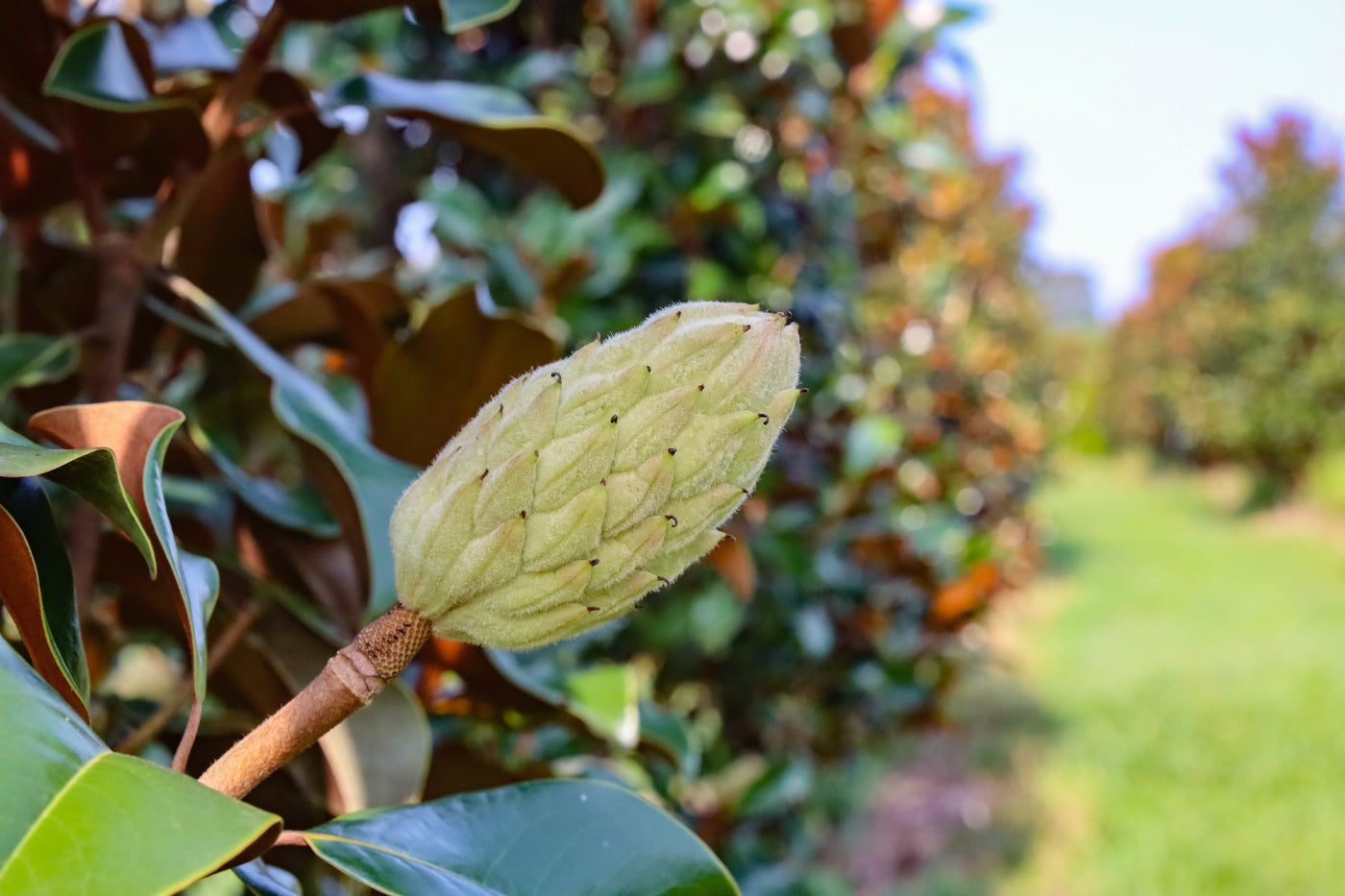 Magnolia grandiflora 'Belleza marrón de Bracken' ~ Belleza marrón de Bracken Magnolia del sur