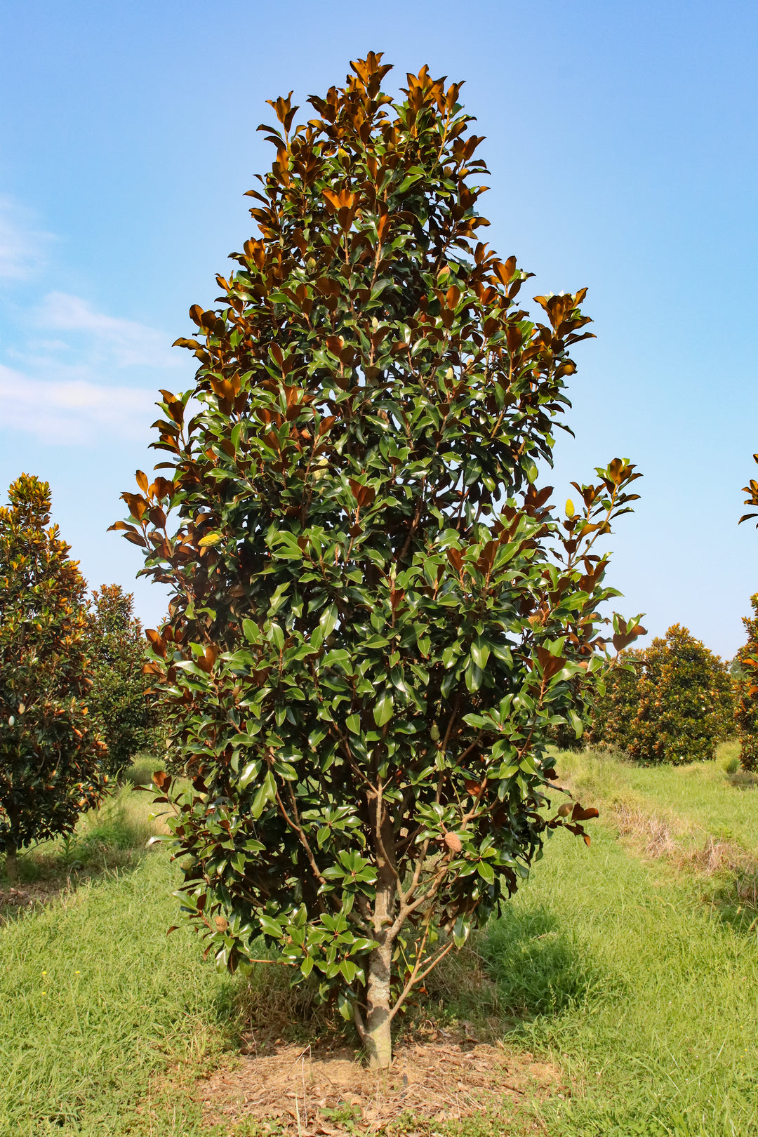 Magnolia grandiflora 'Belleza marrón de Bracken' ~ Belleza marrón de B –  Moon's Tree Farm, image size:1080x1620