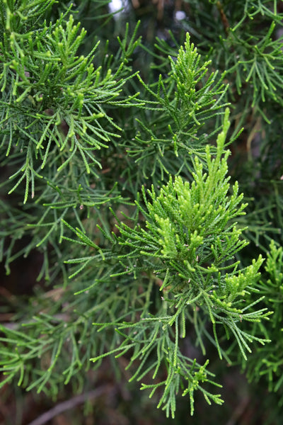 Juniperus virginiana 'Brodie' ~ Cedro rojo de Brodie