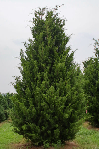 Juniperus virginiana 'Brodie' ~ Cedro rojo de Brodie