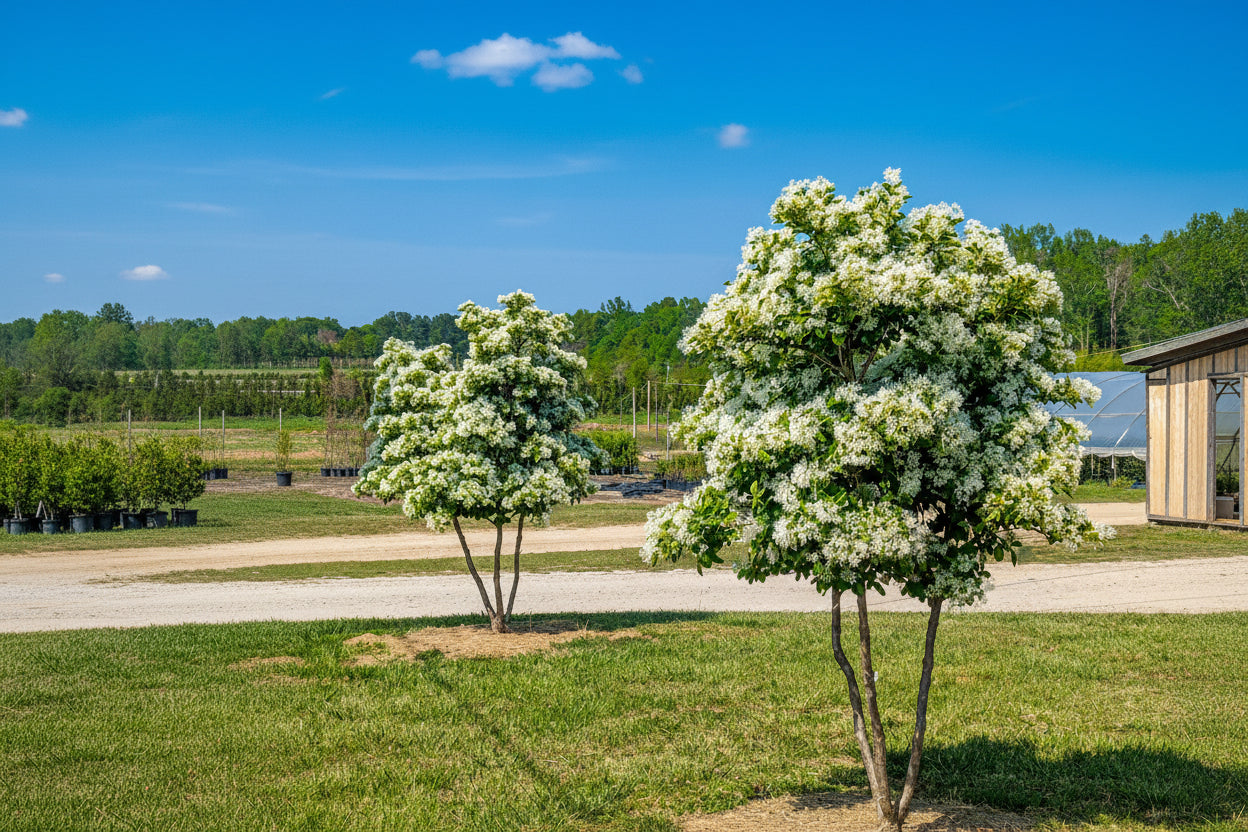 Cultivars in Production – Moon's Tree Farm