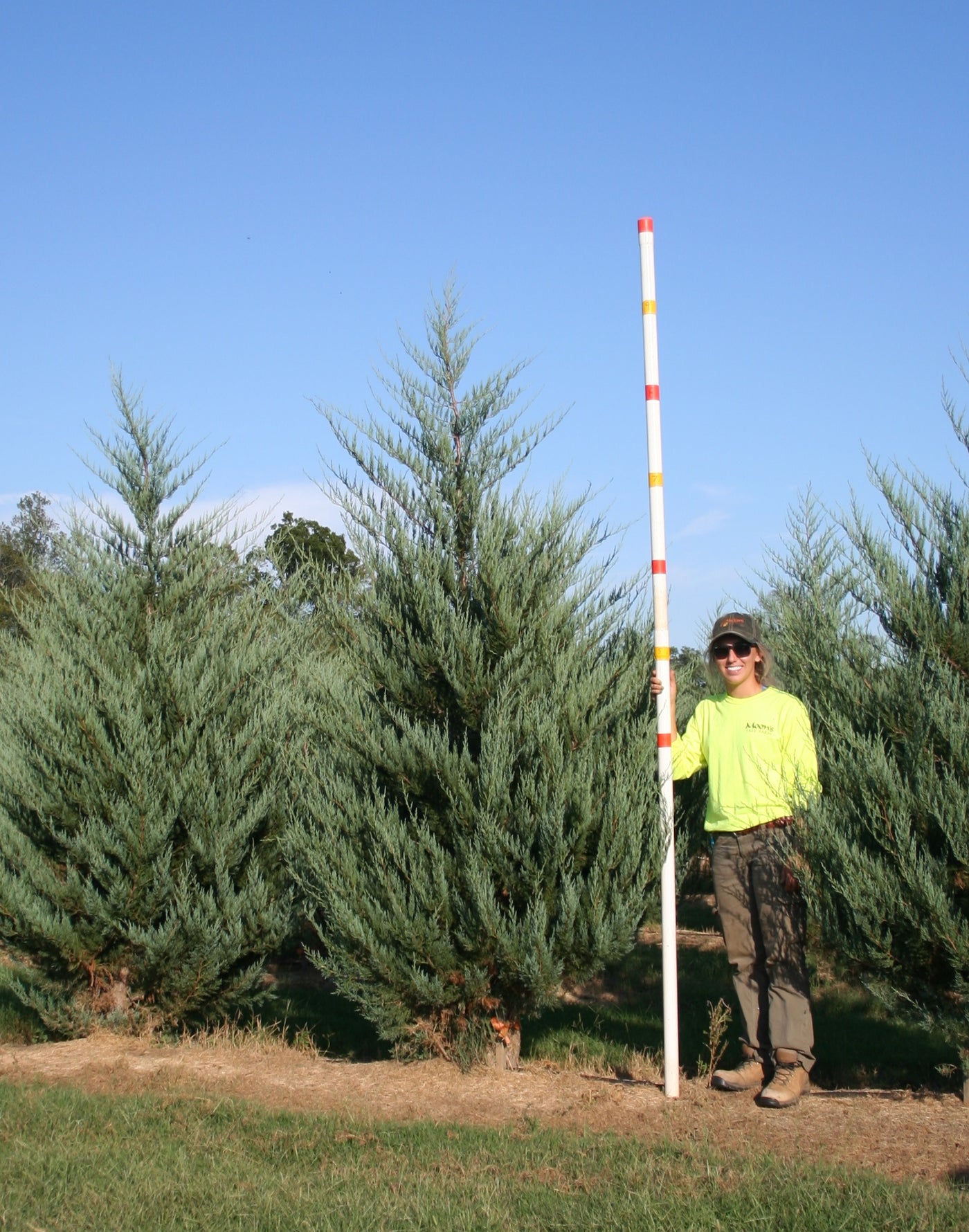 Juniperus virginiana 'Burkii' ~ Burkii Red Cedar