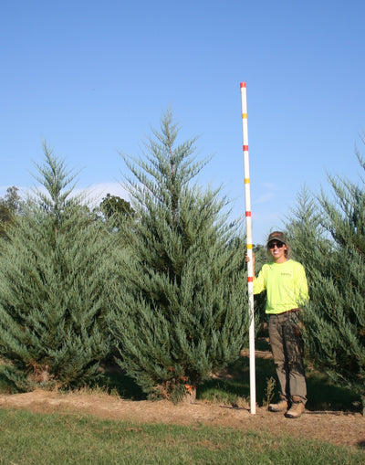 Juniperus virginiana 'Burkii' ~ Burkii Red Cedar