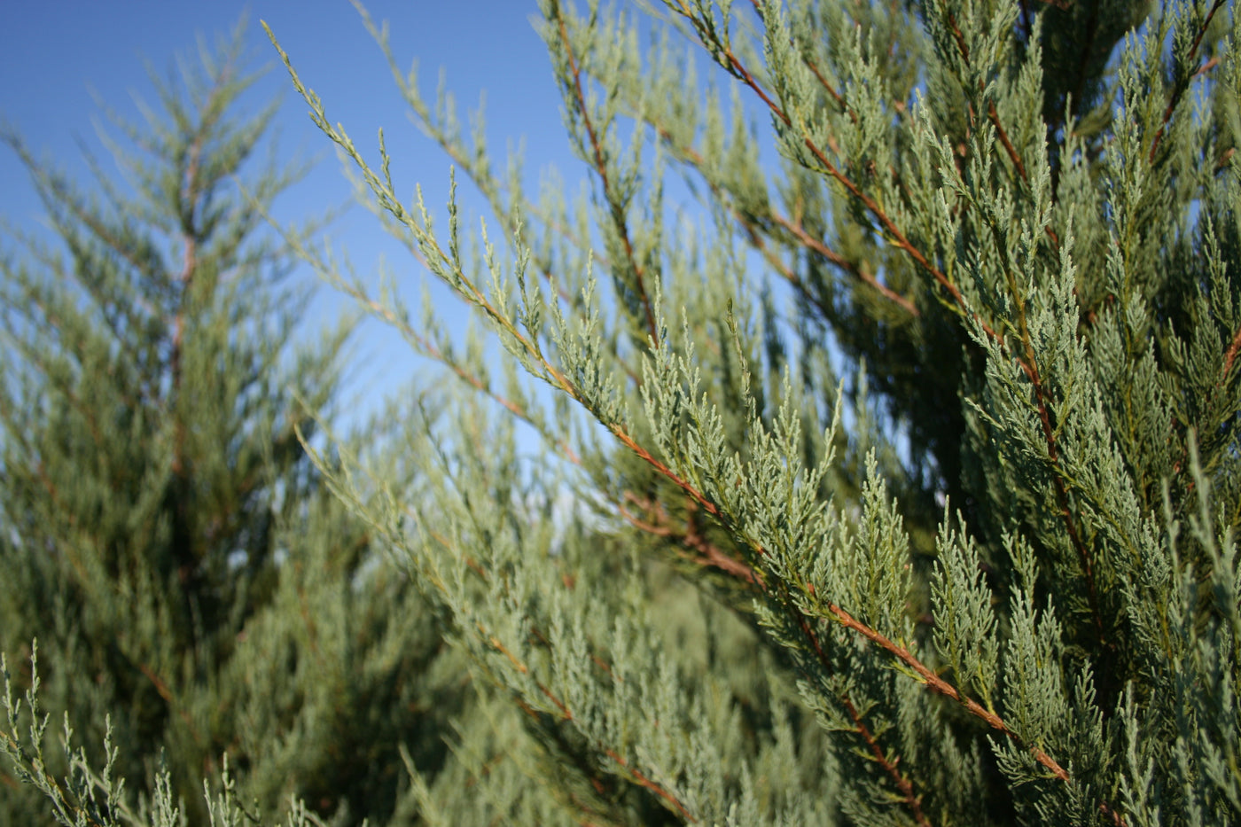 Juniperus virginiana 'Burkii' ~ Burkii Red Cedar
