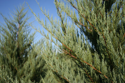 Juniperus virginiana 'Burkii' ~ Burkii Red Cedar