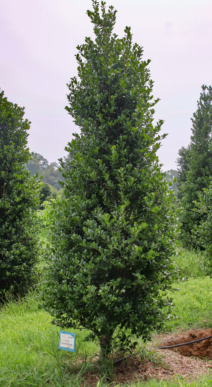 Ilex 'Carolina Centinela' ~ Carolina Sentinel Holly – Moon's Tree Farm, image size:720x1315