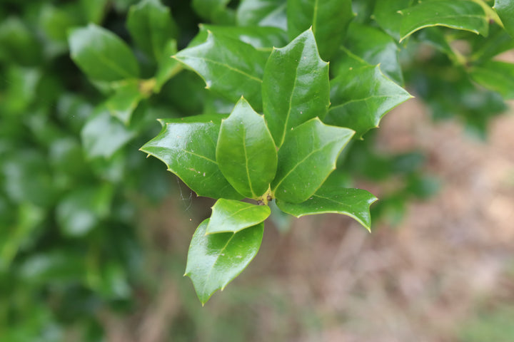 Ilex x 'HL10-90' ~ Christmas Jewel® Holly – Moon's Tree Farm