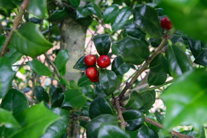 ChristmasJewell-