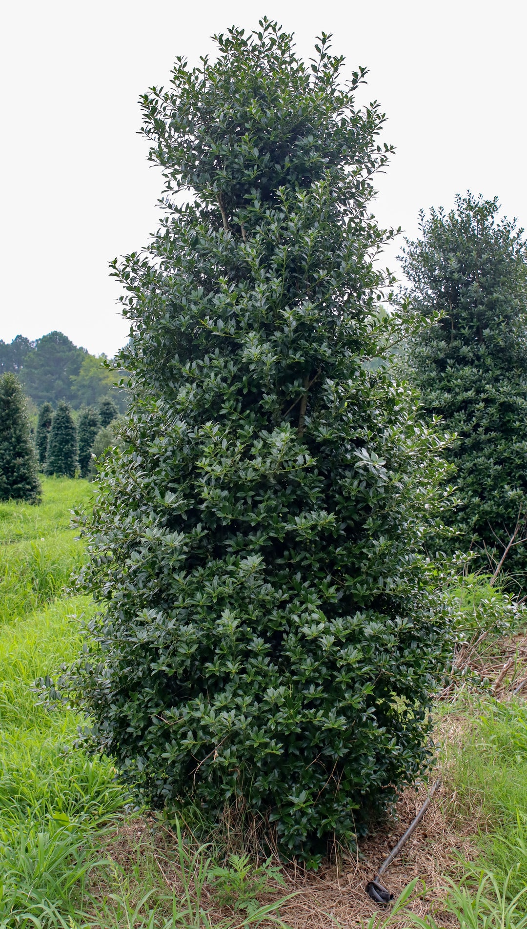 Ilex x 'HL10-90' ~ Christmas Jewel® Holly – Moon's Tree Farm